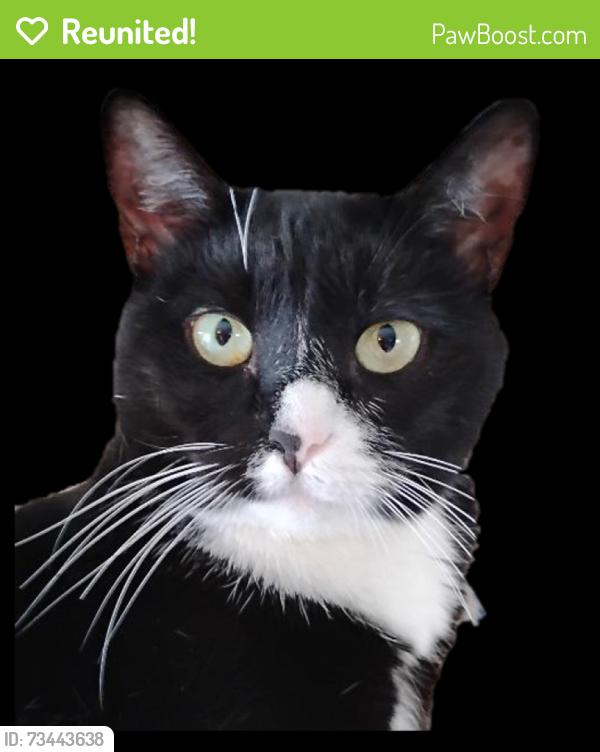 Reunited Female Cat last seen lyman, Easthampton, MA 01060