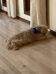 Lost Male Dog last seen 125th and Lamar, Leawood, KS 66209