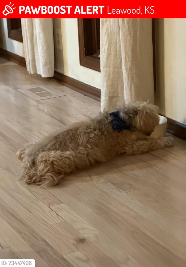 Lost Male Dog last seen 125th and Lamar, Leawood, KS 66209
