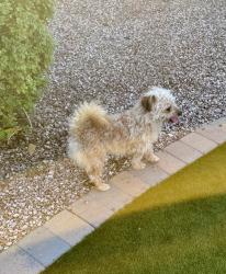 Reunited Male Dog last seen Meridian and Warner, Mesa, AZ 85201