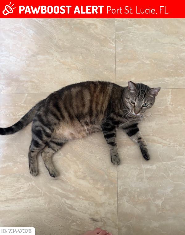 Lost Male Cat last seen Near sw janette ave, port st lucie, fl, Port St. Lucie, FL 34953