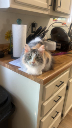 Lost Female Cat last seen Yoder colorado, Yoder, CO 80864