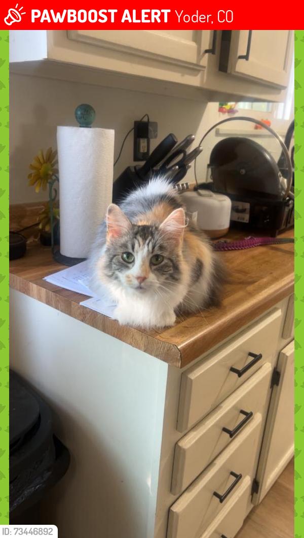 Lost Female Cat last seen Yoder colorado, Yoder, CO 80864
