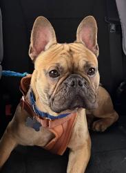 Reunited Male Dog last seen Old Williamsburg Rd and Maurice Ct, Yorktown, VA 23690