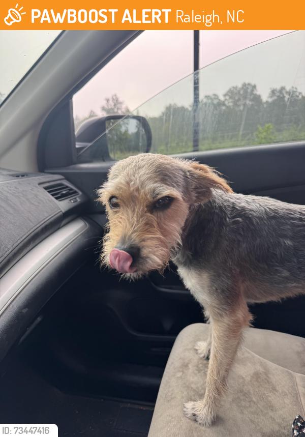 Found/Stray Male Dog last seen Fox Rd and Louisburg Rd, Raleigh, NC 27616
