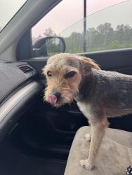 Found/Stray Male Dog last seen Fox Rd and Louisburg Rd, Raleigh, NC 27616