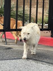 Found/Stray Unknown Dog last seen Broadway and Menaul, Albuquerque, NM 87107