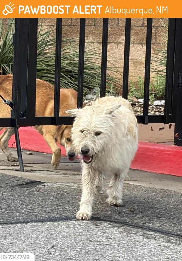 Found/Stray Unknown Dog last seen Broadway and Menaul, Albuquerque, NM 87107