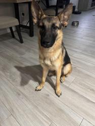Found/Stray Male Dog last seen Summer Sky Park, El Paso County, TX 79928
