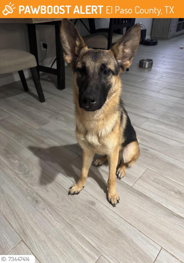Found/Stray Male Dog last seen Summer Sky Park, El Paso County, TX 79928