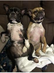 Lost Female Dog last seen Near Awtrey middle school, Kennesaw, GA 30144