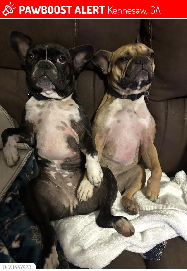 Lost Female Dog last seen Near Awtrey middle school, Kennesaw, GA 30144