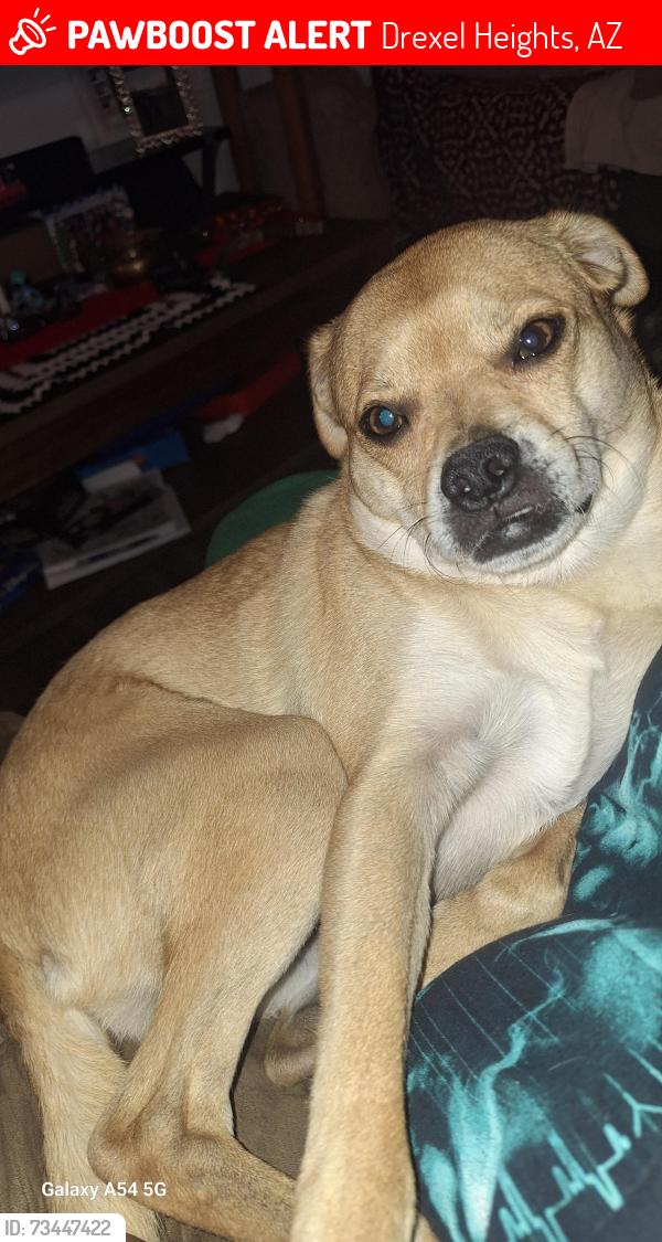Lost Female Dog last seen Valencia and cardnal, Drexel Heights, AZ 85746