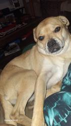 Lost Female Dog last seen Valencia and cardnal, Drexel Heights, AZ 85746
