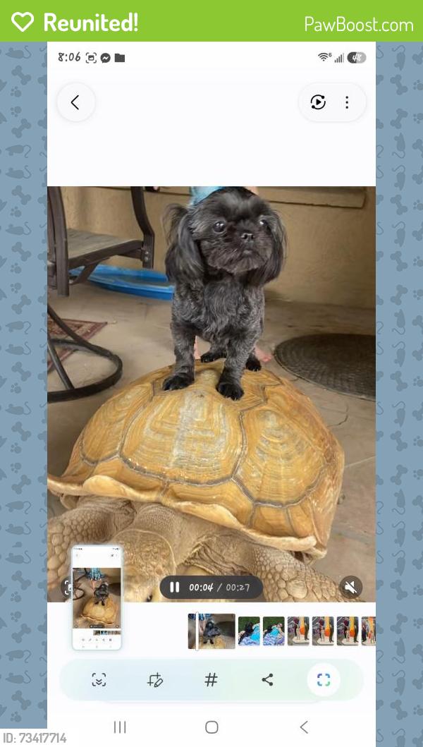 Reunited Female Dog last seen 87th ave and Beardsley, Peoria, AZ 85382