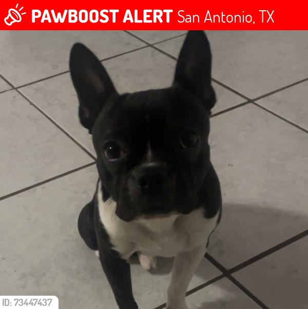 Lost Male Dog last seen Ingram and Callaghan, San Antonio, TX 78228