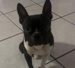 Lost Male Dog last seen Ingram and Callaghan, San Antonio, TX 78228