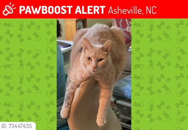 Lost Male Cat last seen Beaverdam Knoll Rd and Whipperwill, Asheville, NC 28804