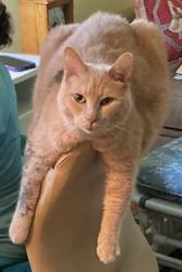 Lost Male Cat last seen Beaverdam Knoll Rd and Whipperwill, Asheville, NC 28804