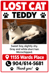 Lost Male Cat last seen Wards Place, Jacksonville, FL 32259