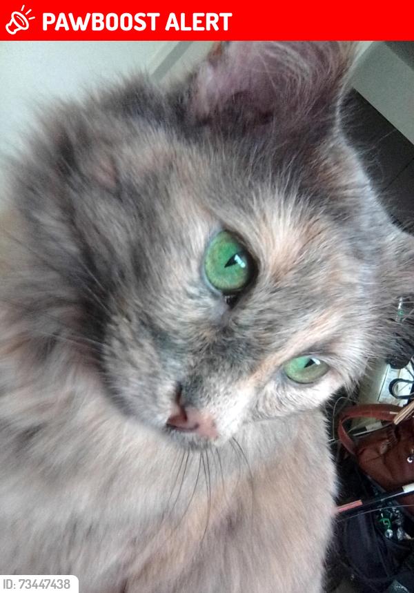 Lost Female Cat last seen Near spring ct Charlottesville va, Albemarle County, VA 22901