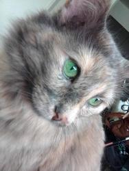 Lost Female Cat last seen Near spring ct Charlottesville va, Albemarle County, VA 22901