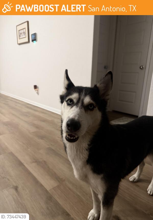 Found/Stray Female Dog last seen Rucker Pond Trail in the Cinco Lakes neighborhood, San Antonio, TX 78252
