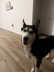 Found/Stray Female Dog last seen Rucker Pond Trail in the Cinco Lakes neighborhood, San Antonio, TX 78252