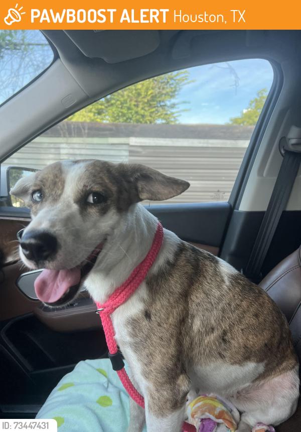 Found/Stray Female Dog last seen Sylvester Turner Park, Houston, TX 77091