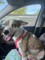 Found/Stray Female Dog last seen Sylvester Turner Park, Houston, TX 77091