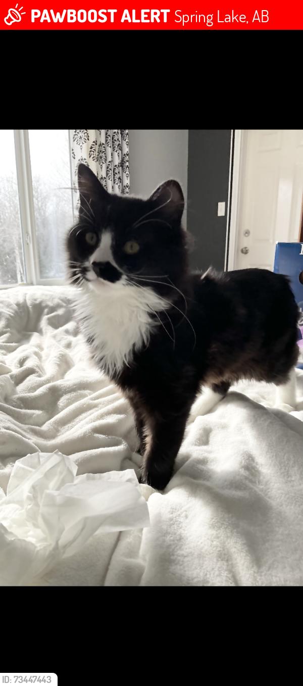 Lost Male Cat last seen Range road 15 and lakeside dr, Spring Lake, AB 