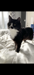 Lost Male Cat last seen Range road 15 and lakeside dr, Spring Lake, AB 