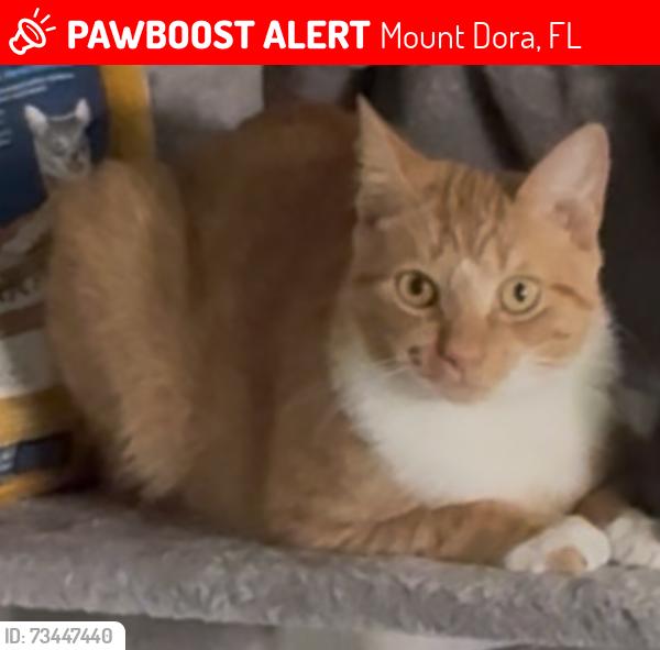 Lost Male Cat last seen N Rossiter St, Mount Dora, FL 32757