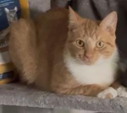Lost Male Cat last seen N Rossiter St, Mount Dora, FL 32757