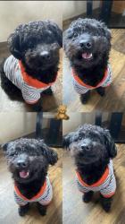 Lost Male Dog last seen Near E Colfax Ave, Aurora, CO 80018