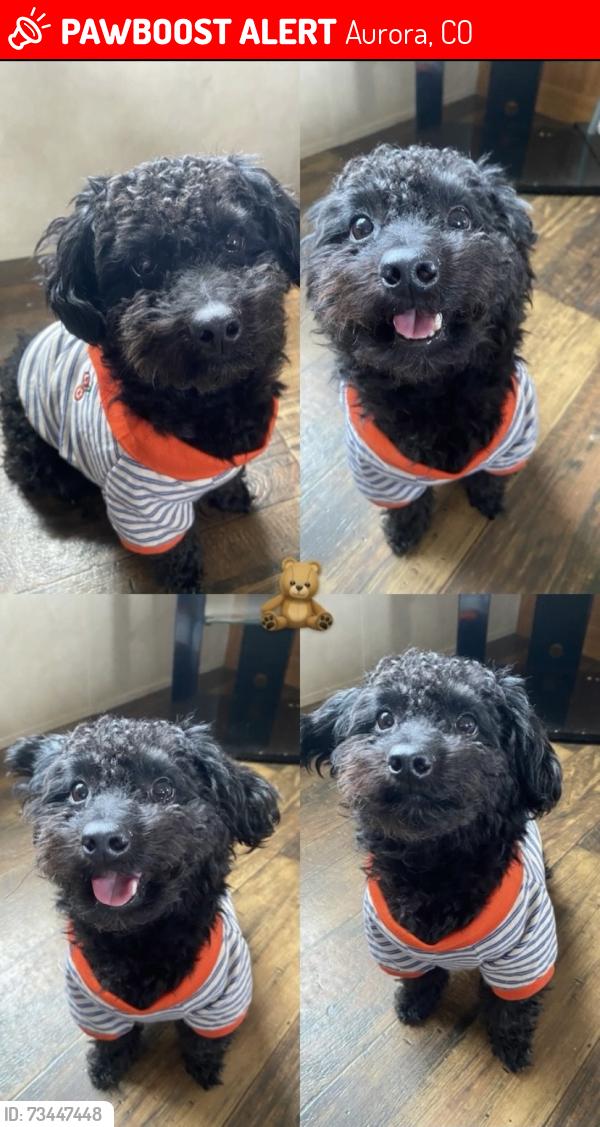 Lost Male Dog last seen Near E Colfax Ave, Aurora, CO 80018