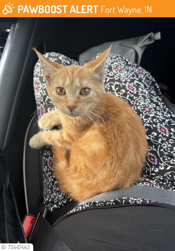 Found/Stray Unknown Cat last seen Parkview Circle Drive, parking lot of the heart institute, Fort Wayne, IN 46845