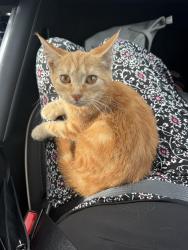 Found/Stray Unknown Cat last seen Parkview Circle Drive, parking lot of the heart institute, Fort Wayne, IN 46845