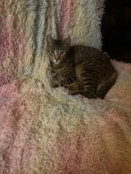 Lost Male Cat last seen Skyline Highway 1, San Bruno, CA 94066