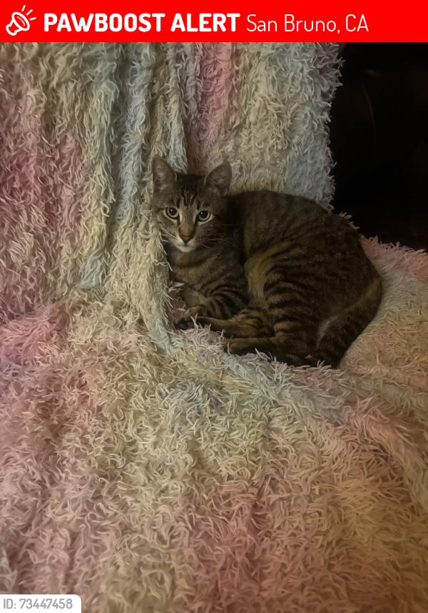 Lost Male Cat last seen Skyline Highway 1, San Bruno, CA 94066