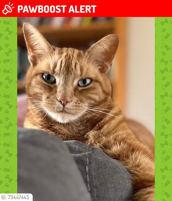 Lost Male Cat last seen Bethel Church & Lima Center, Washtenaw County, MI 48158