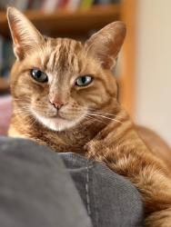 Lost Male Cat last seen Bethel Church & Lima Center, Washtenaw County, MI 48158