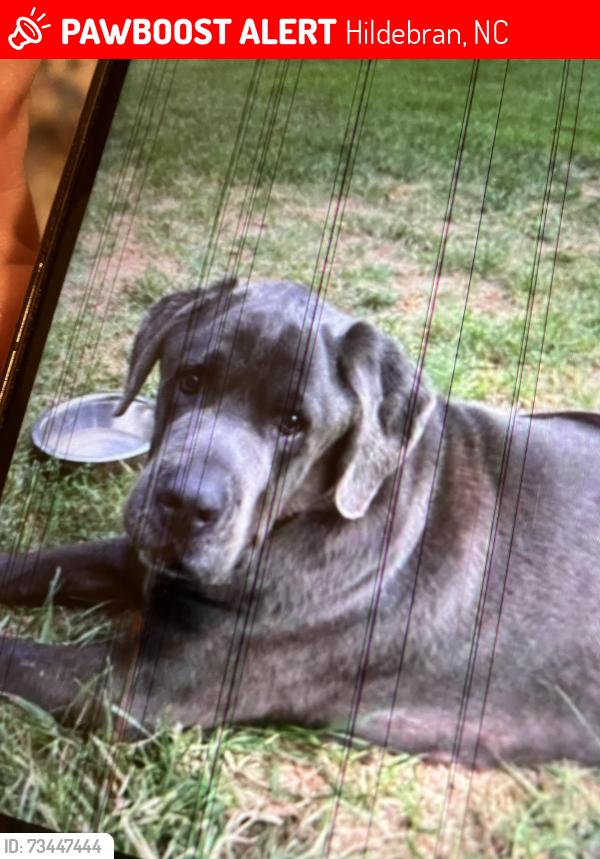 Lost Male Dog last seen Wilson road, Hildebran, NC 28637