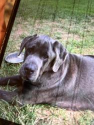 Lost Male Dog last seen Wilson road, Hildebran, NC 28637