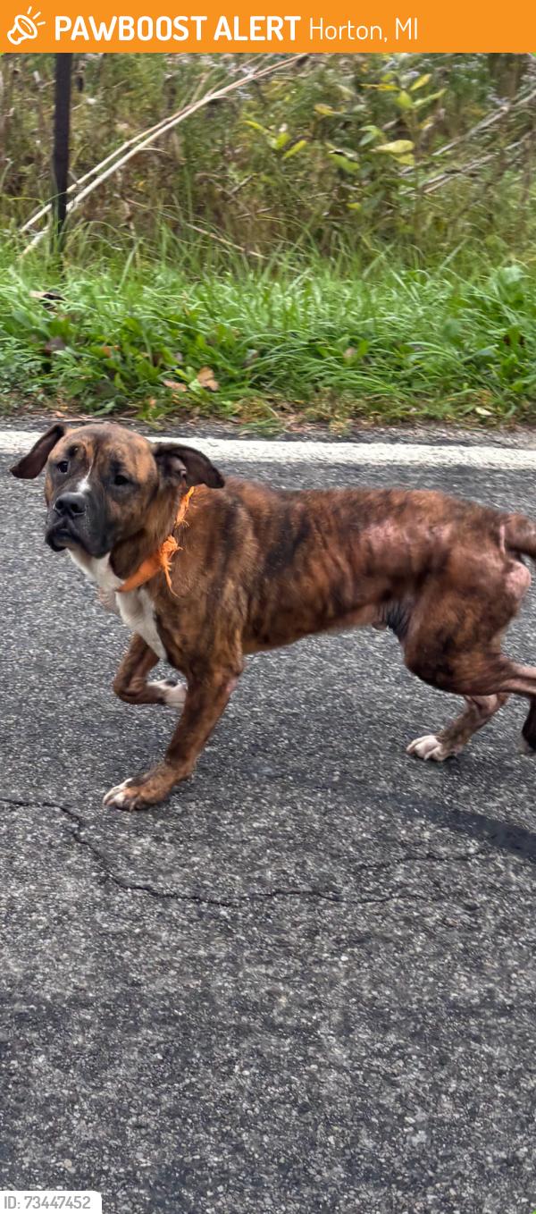 Found/Stray Unknown Dog last seen Post office, Horton, MI 49246
