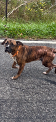 Found/Stray Unknown Dog last seen Post office, Horton, MI 49246