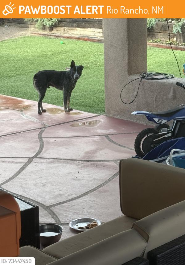 Found/Stray Male Dog last seen Rio Rancho, Rio Rancho, NM 87124