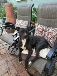 Reunited Female Dog last seen Near 22nd Avenue North, St. Petersburg, FL, USA NEAR 49TH STREET, St. Petersburg, FL 33710