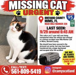 Lost Female Cat last seen Mile mark 226 SB lane, Mims, FL 32754