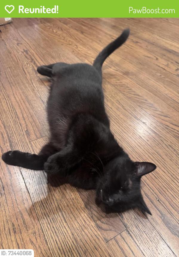 Reunited Male Cat last seen Near Charlemagne Ave, Long Beach, CA 90808